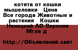 котята от кошки мышеловки › Цена ­ 10 - Все города Животные и растения » Кошки   . Ненецкий АО,Верхняя Мгла д.